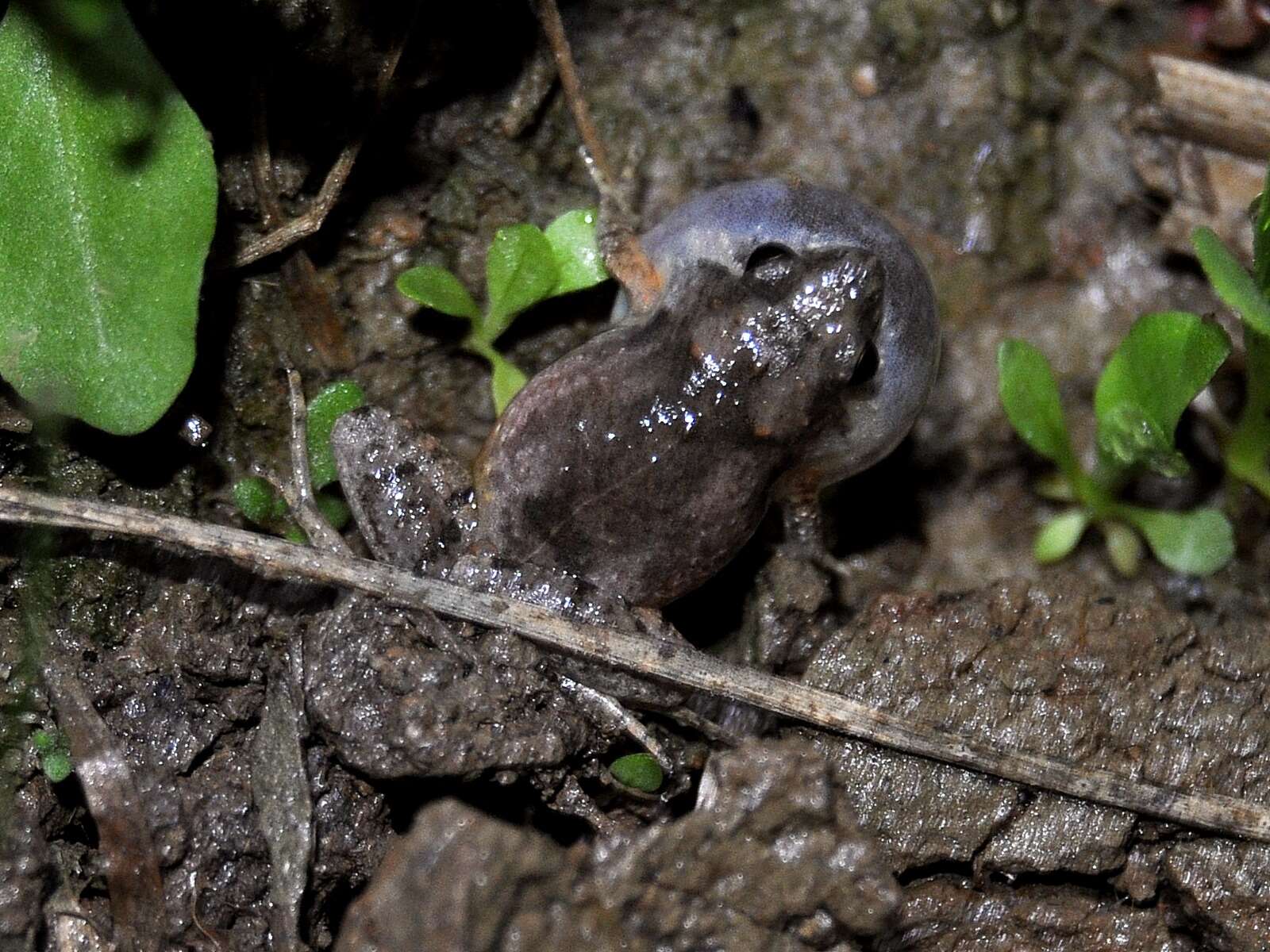 Image of Palmated Chorus Frog