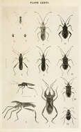 Image of leaf-footed bugs