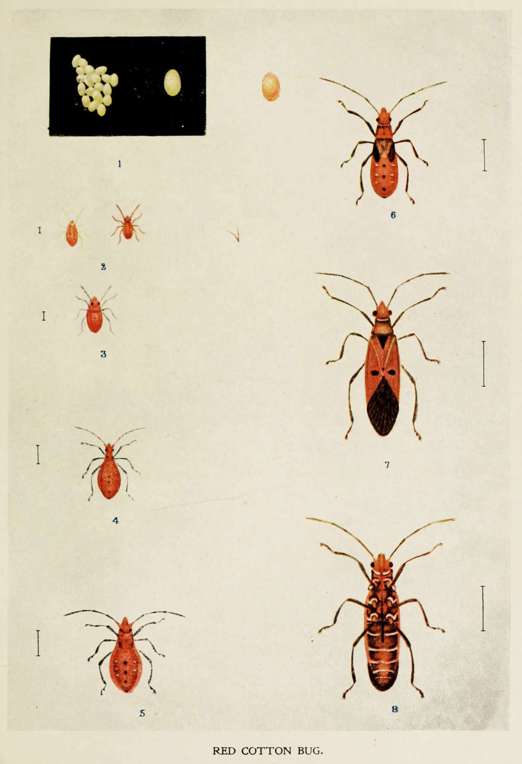 Image of <i>Dysdercus cingulatus</i>