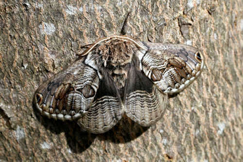 Image of Brahmaea europaea Hartig 1963