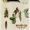 Image de Anarsia ephippias Meyrick 1908