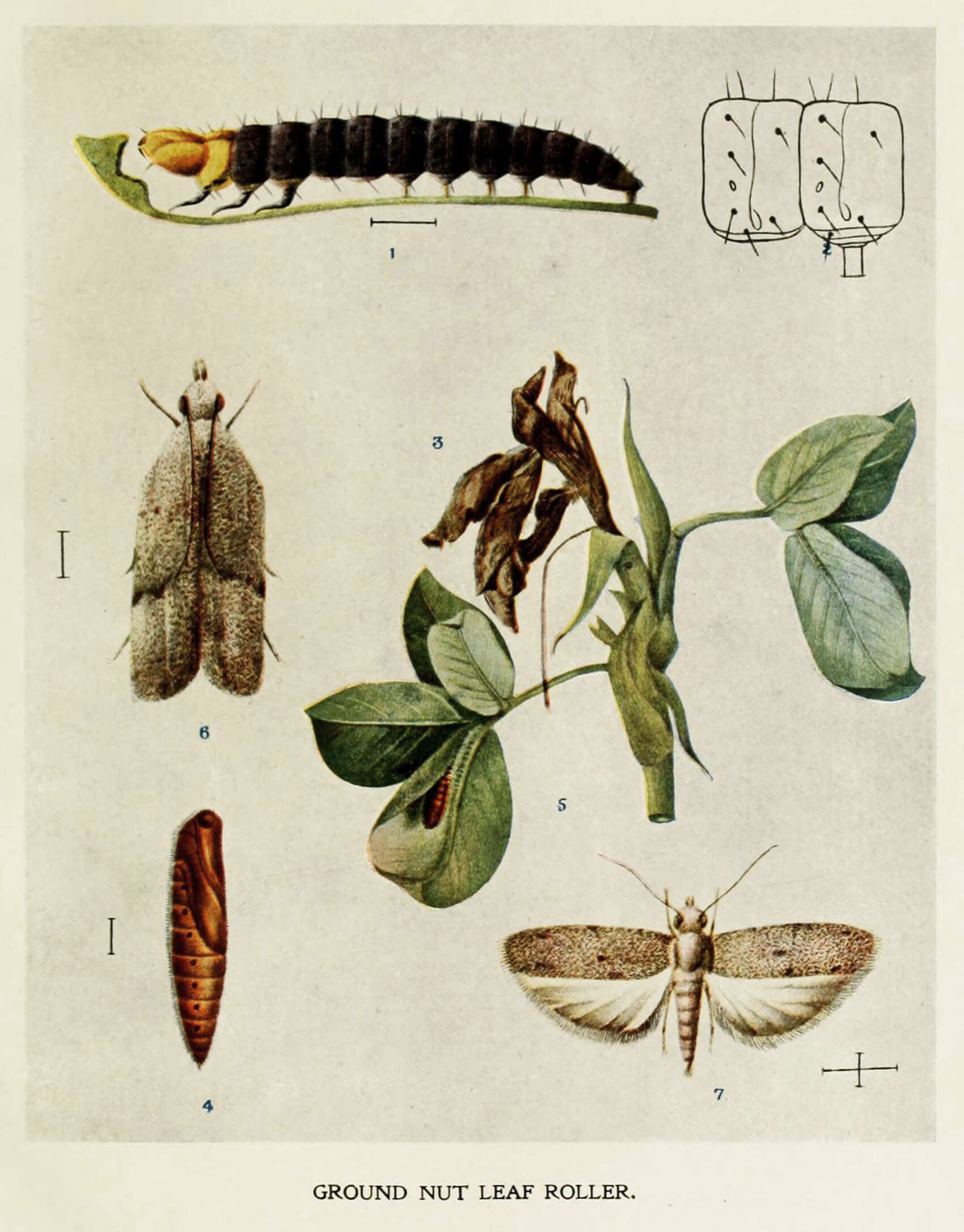 Image de Anarsia ephippias Meyrick 1908