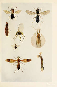 Image of black flies