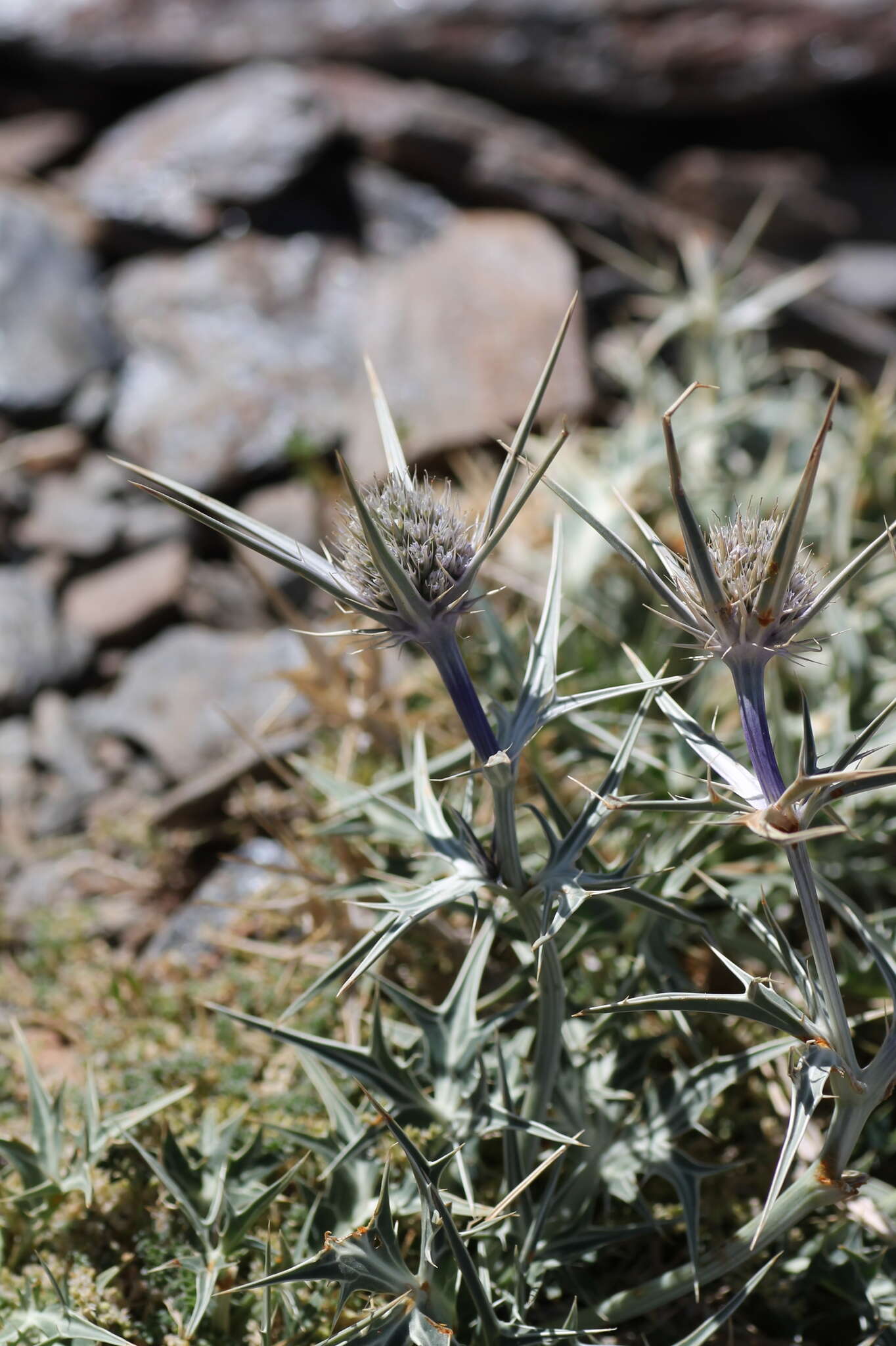 Eryngium glaciale Boiss. resmi