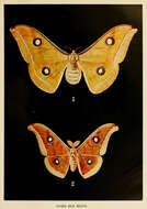 Image of Tasar Silkmoth