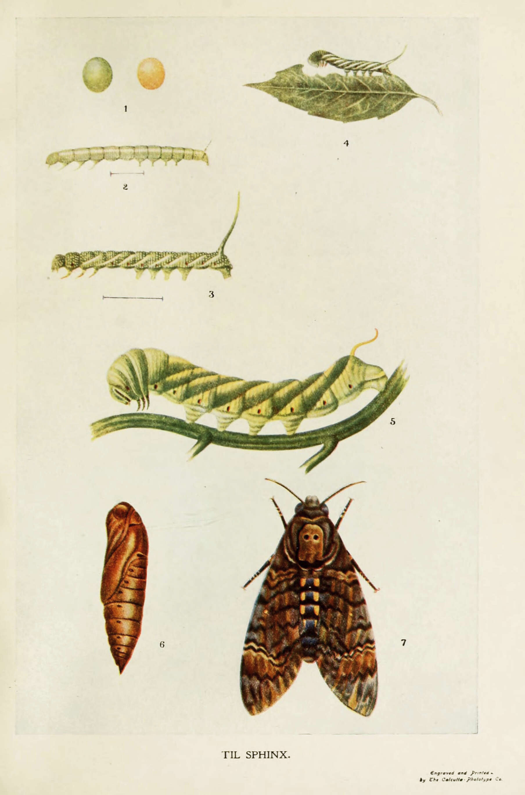 Слика од Acherontia styx (Westwood 1847)