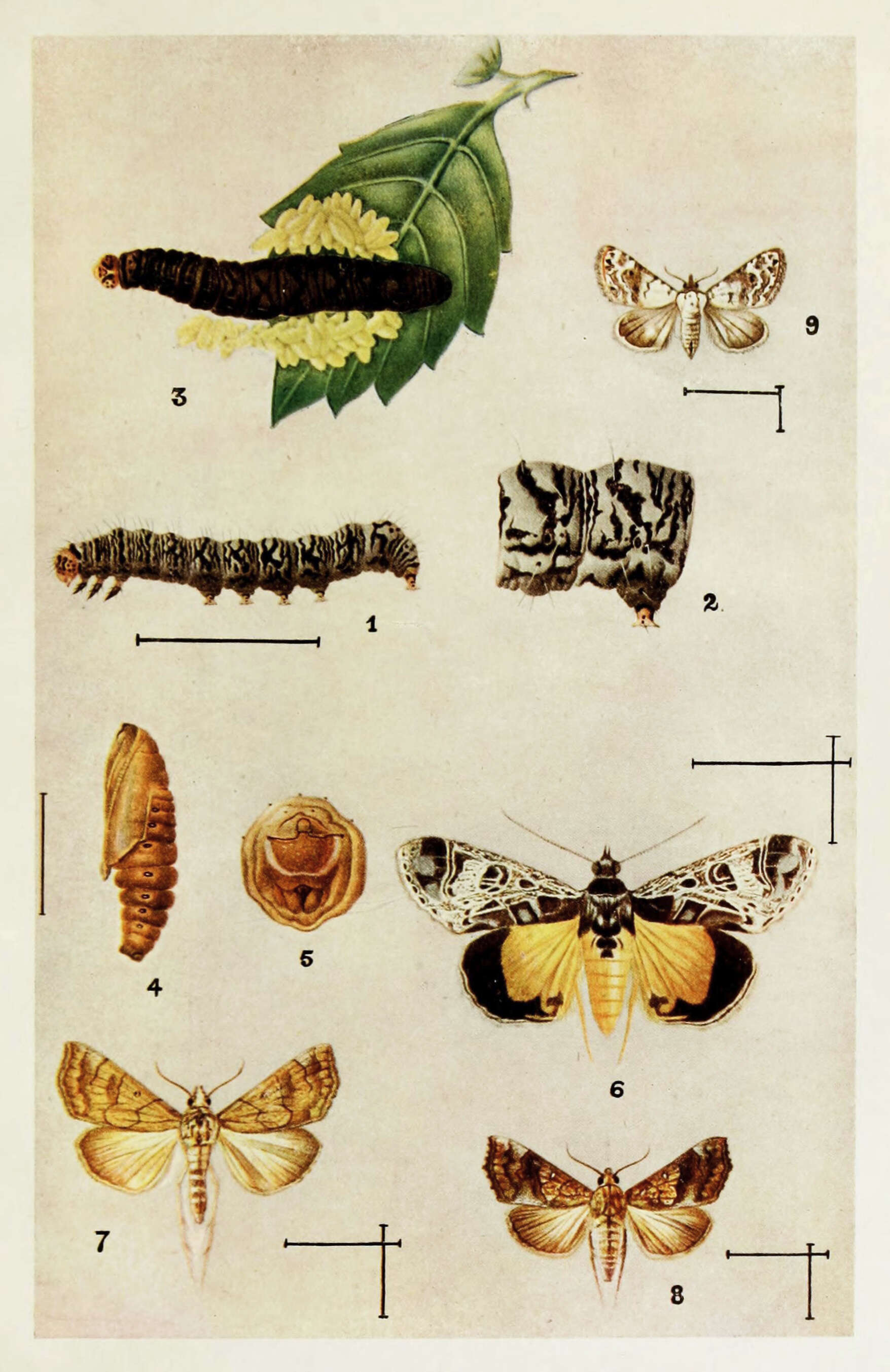 Image of Yellow Scallop Moth