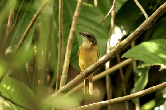 Imagem de Pachycephala vanikorensis ornata Mayr 1932