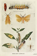 Image of Spilosoma obliqua Walker 1855