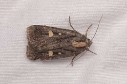 Image of Abagrotis glenni Buckett 1968