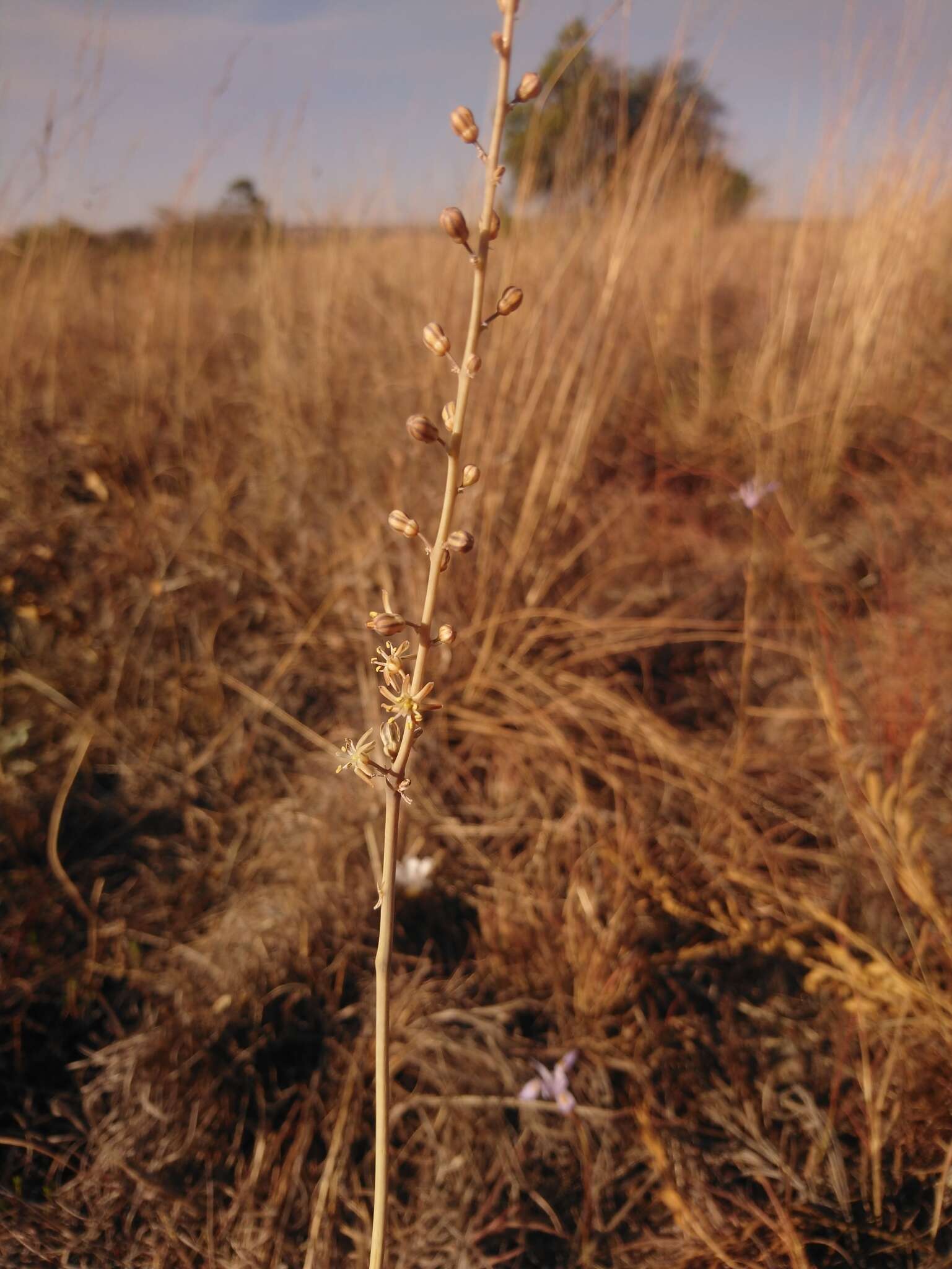 Image of Drimia multisetosa (Baker) Jessop