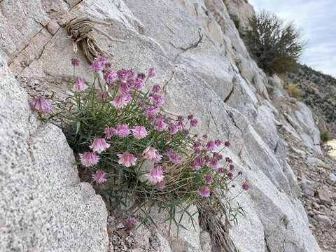 Trifolium kingii subsp. dedeckerae (J. M. Gillett) D. Heller的圖片