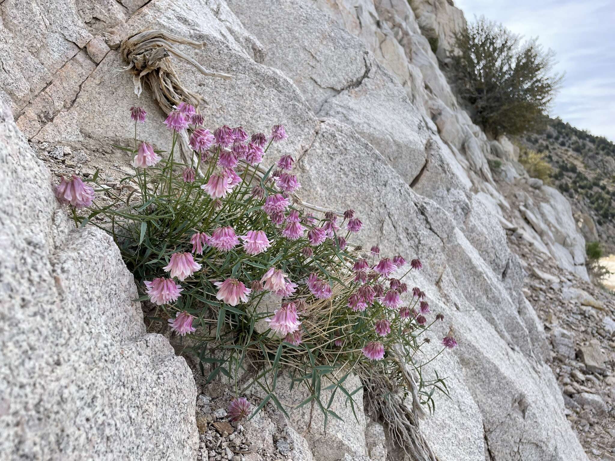 Image of Dedecker's clover