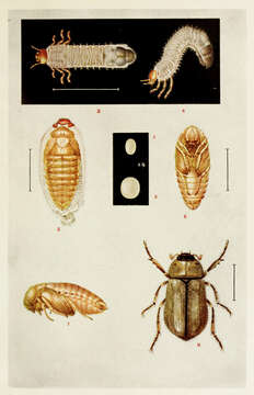 Image of Anomala orientalis