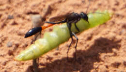 Image of Ammophila procera Dahlbom 1843