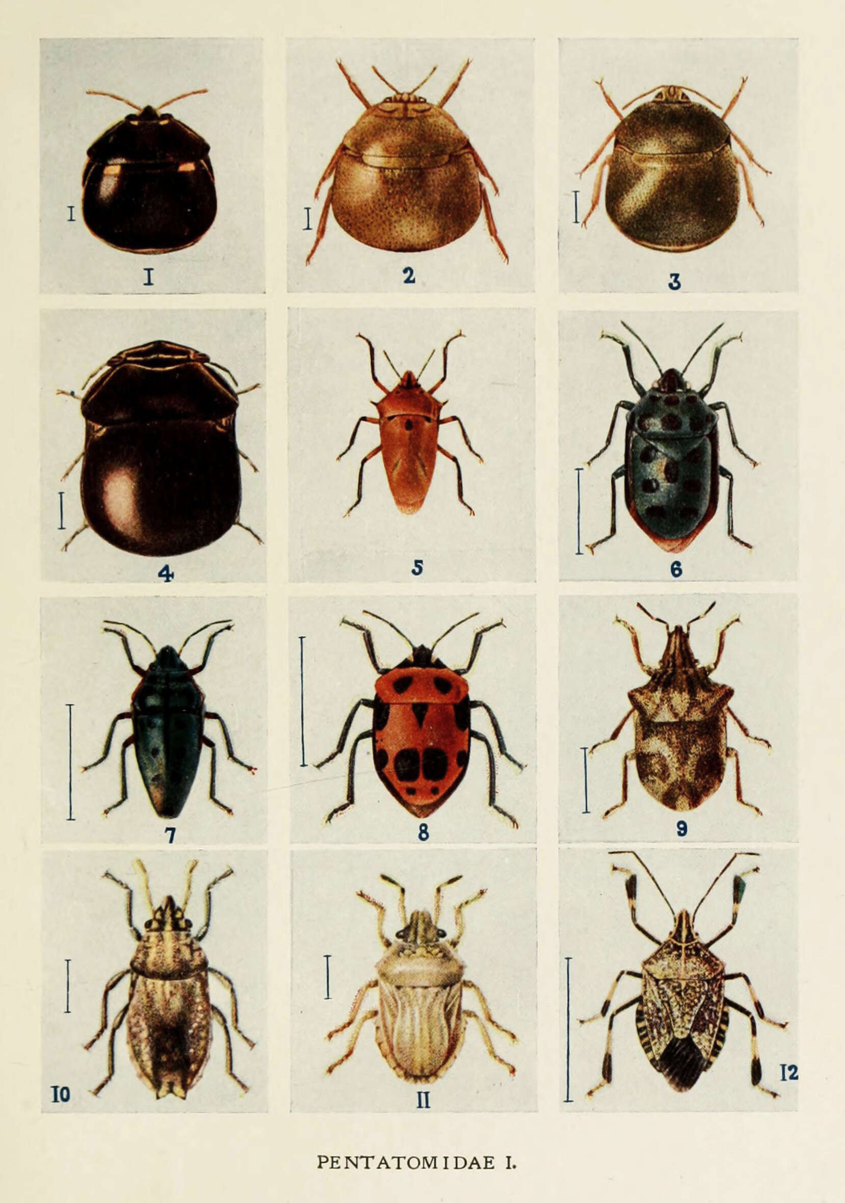 Image of stink bugs