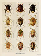 Image of stink bugs