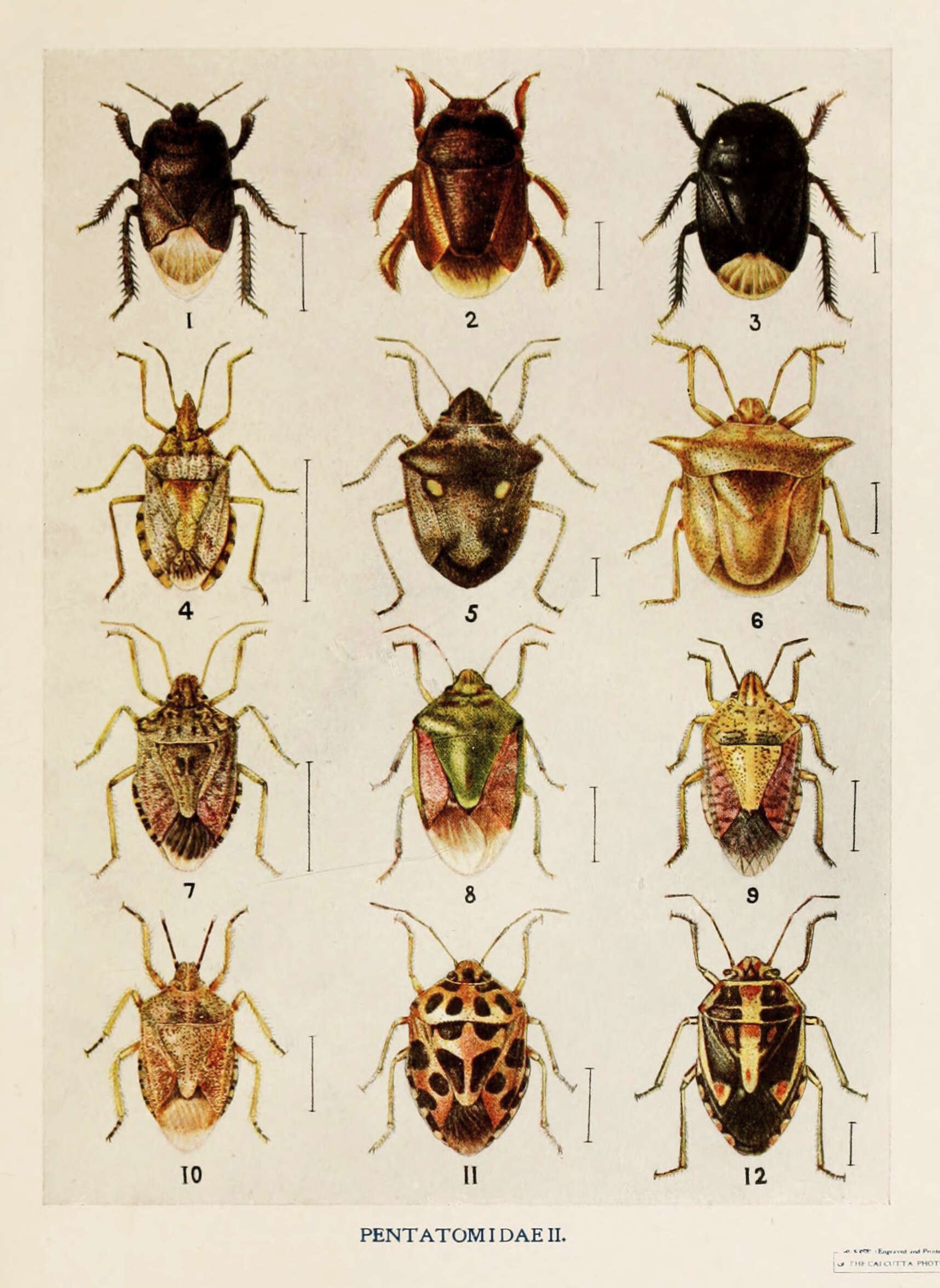 Image of stink bugs