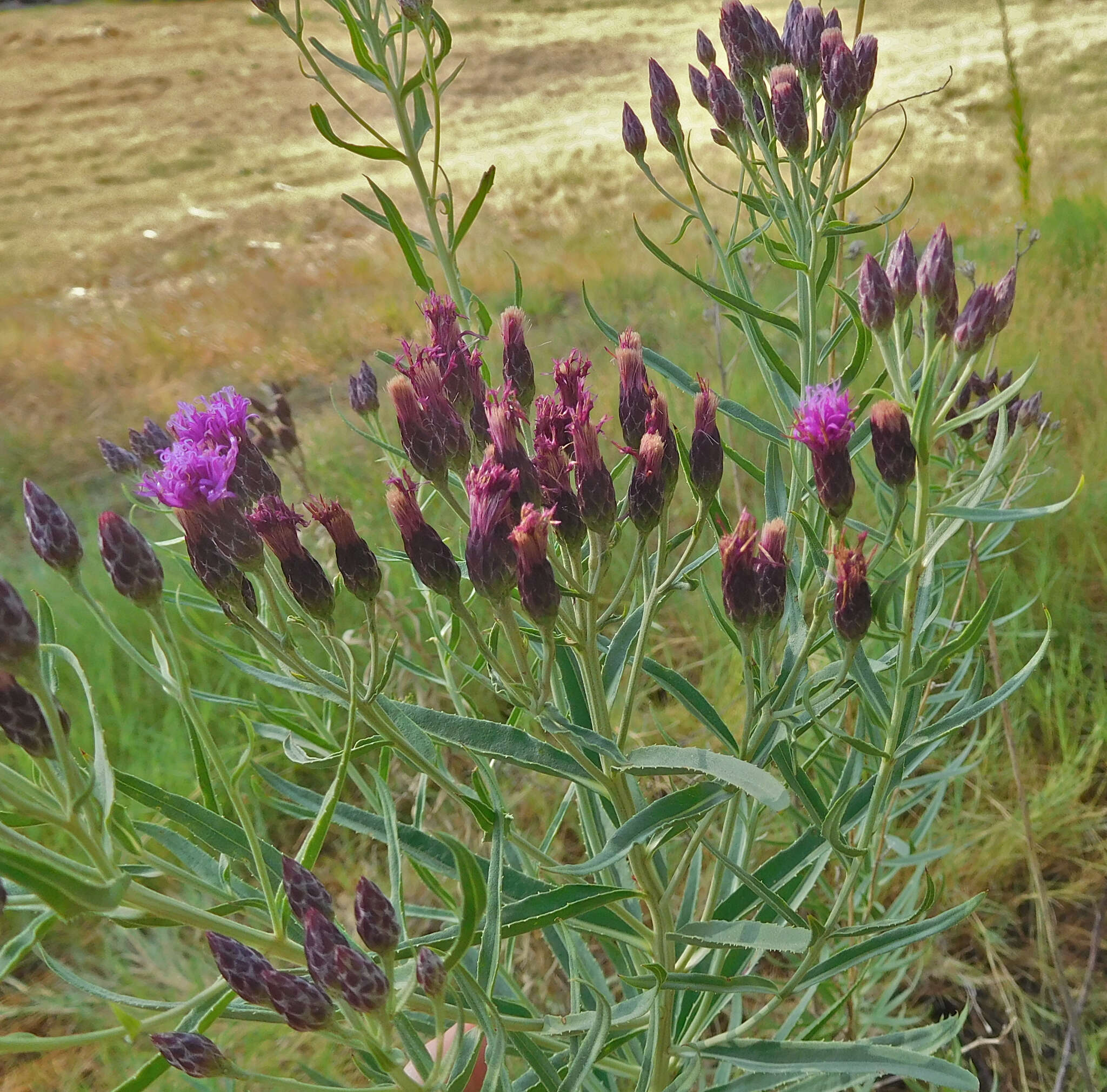 Imagem de Vernonia marginata (Torr.) Rafin.