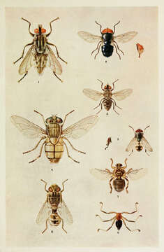 Image of house flies and relatives