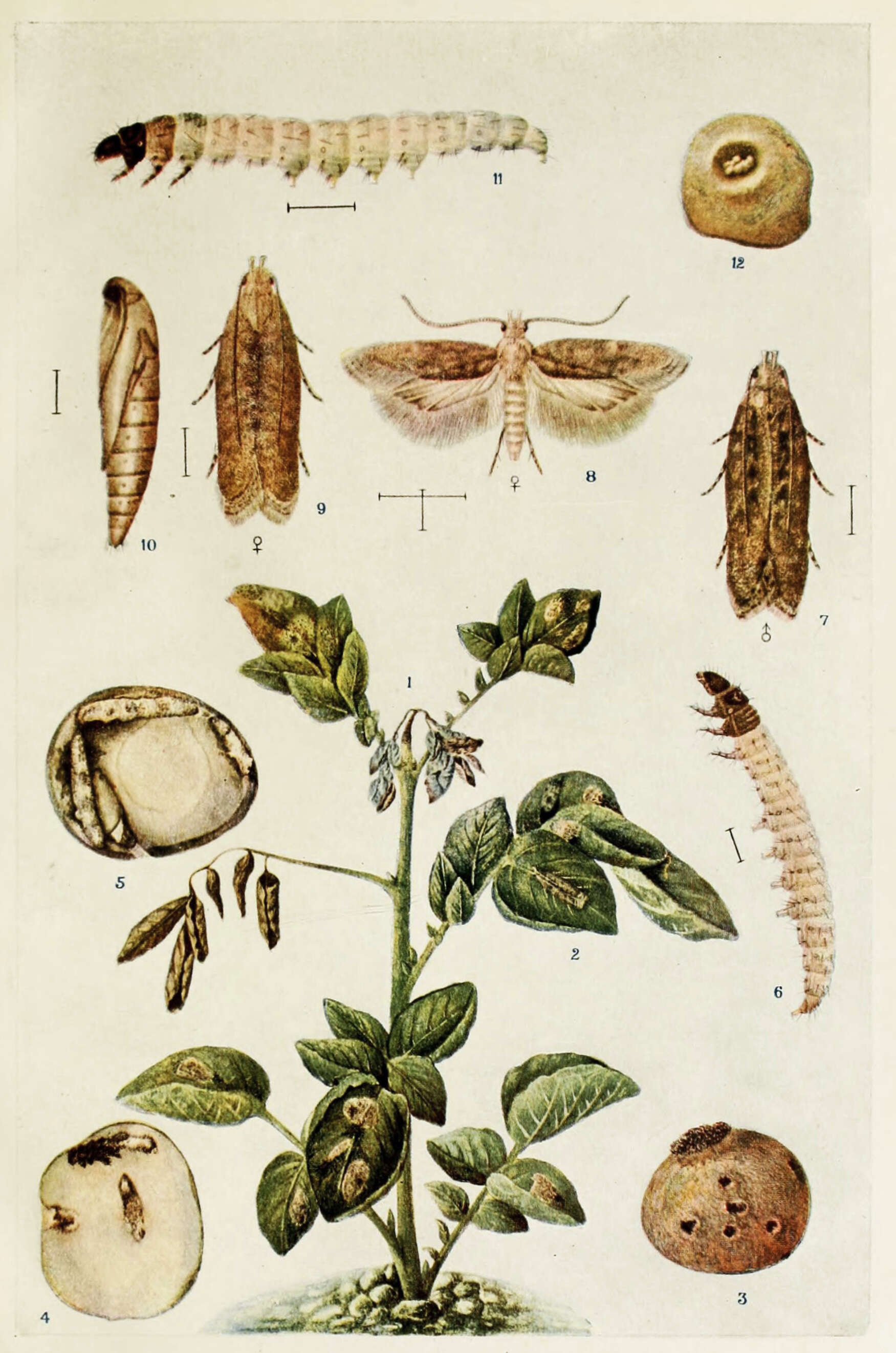 Слика од Phthorimaea