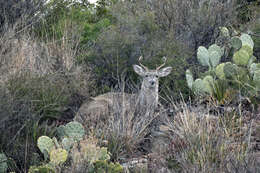 Image of Odocoileus virginianus carminis Goldman & Kellog 1940