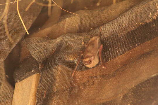 Image of Sac-winged bats