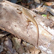 Image of Closed-litter Rainbow-skink