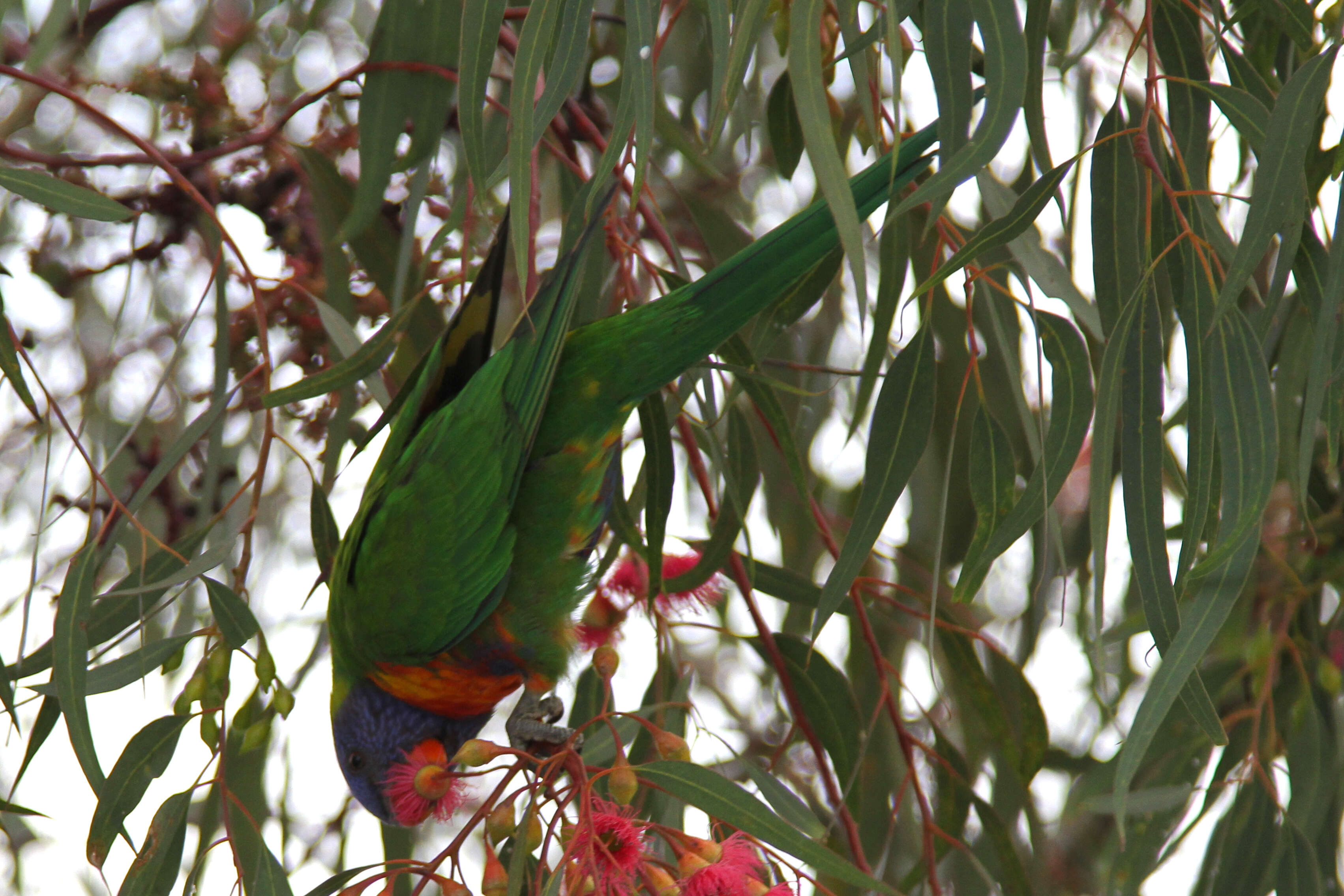 Image of Rainbow Lorikeet