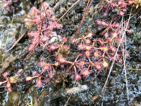 Image of Drosera communis St. Hil.