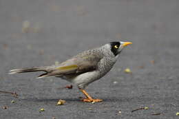 Image of Noisy Miner