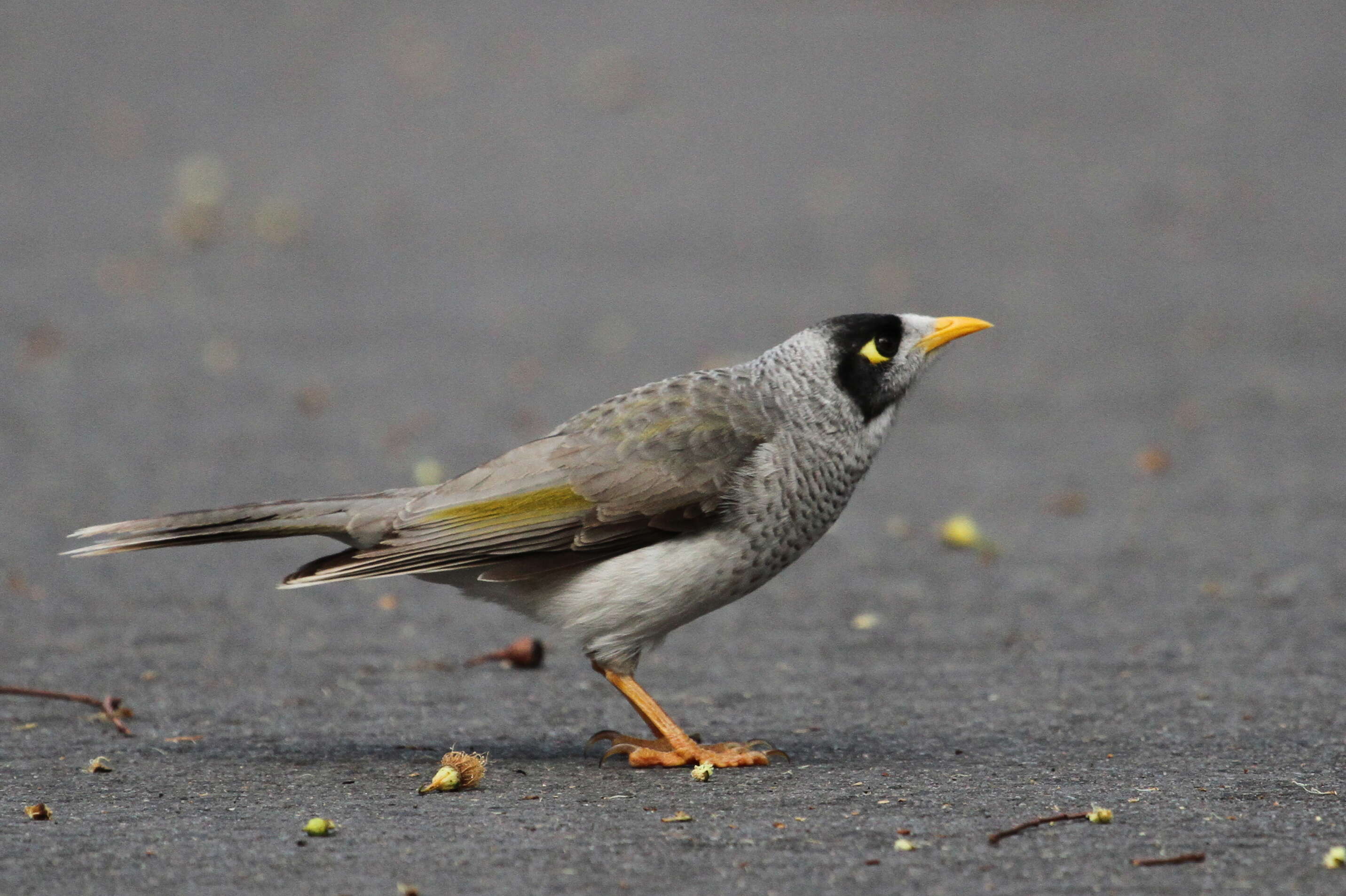 Image of Noisy Miner