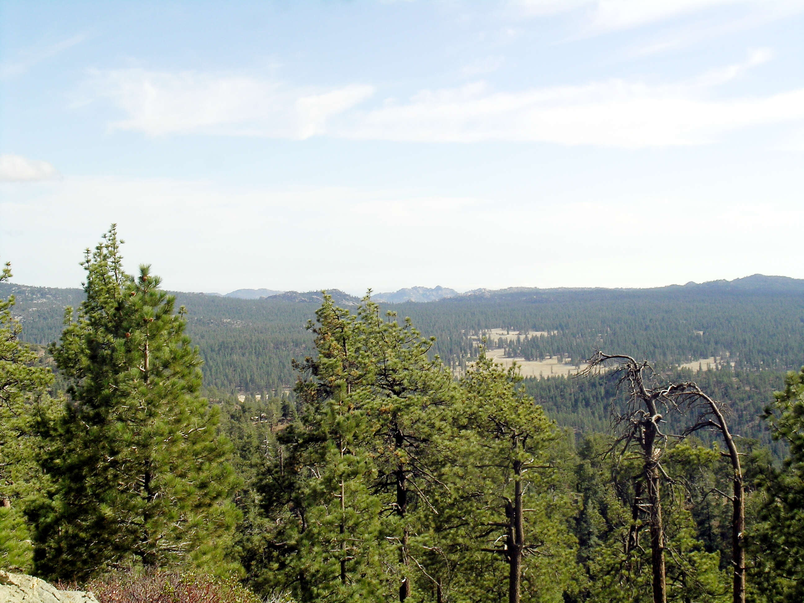 Image of Jeffrey Pine