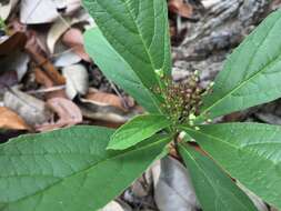 Image of Premna herbacea Roxb.