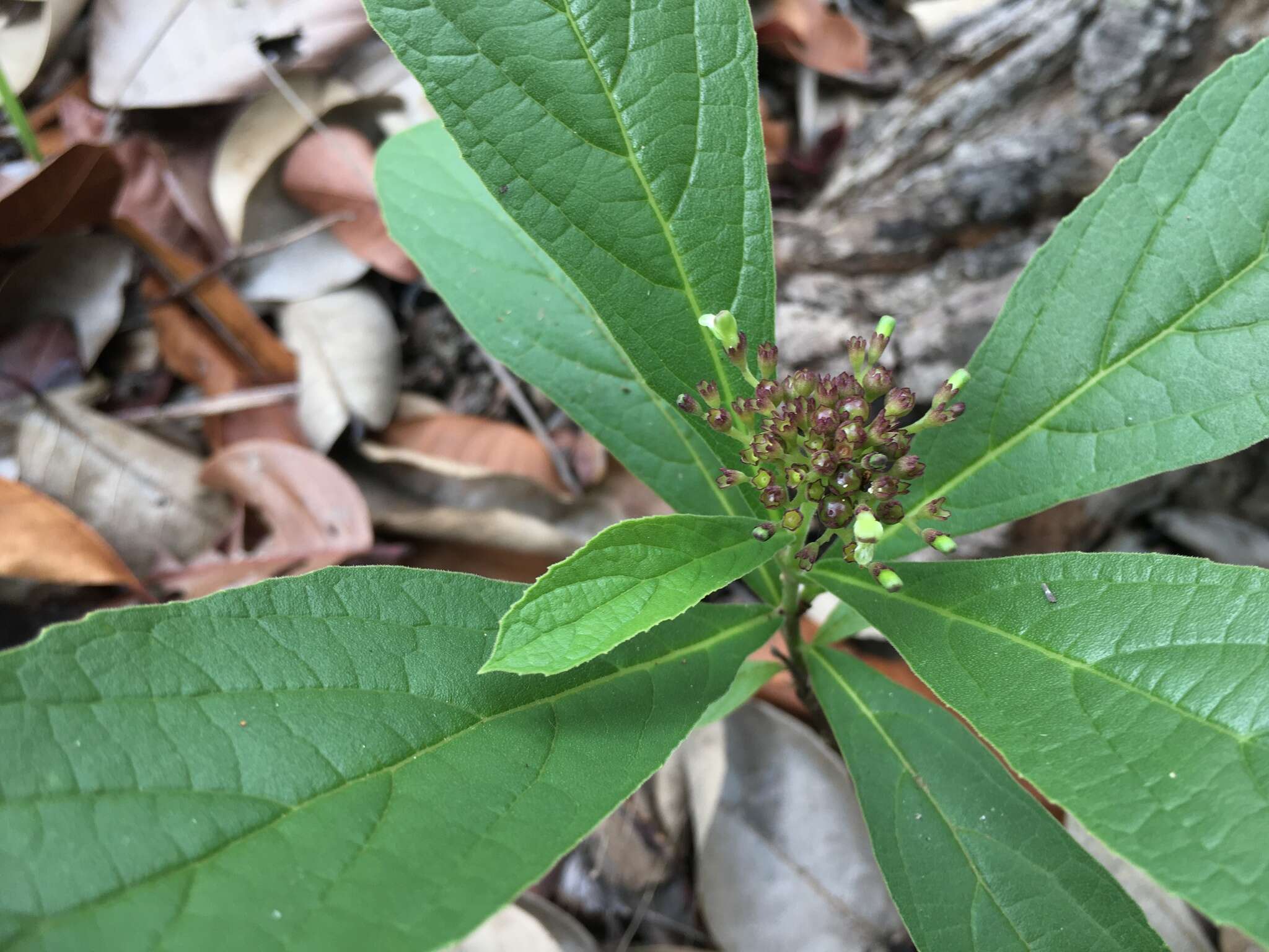 Imagem de Premna herbacea Roxb.