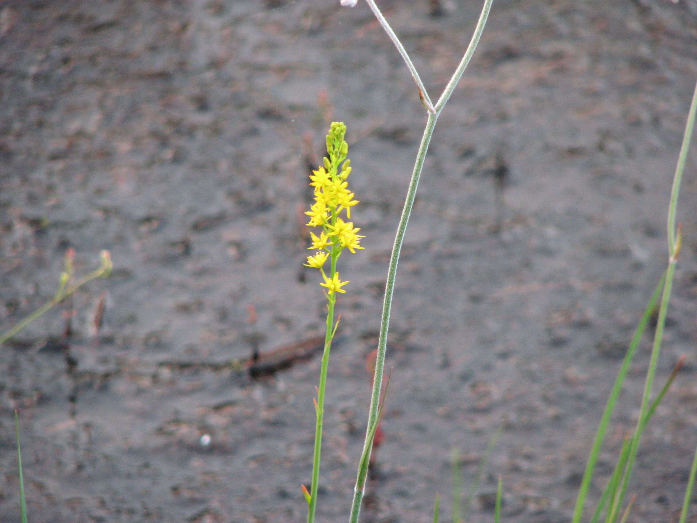 Image of yellow asphodel