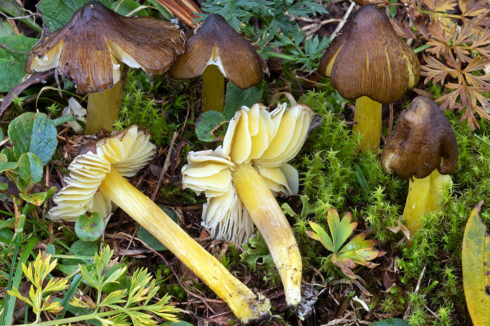 Image of Date waxcap