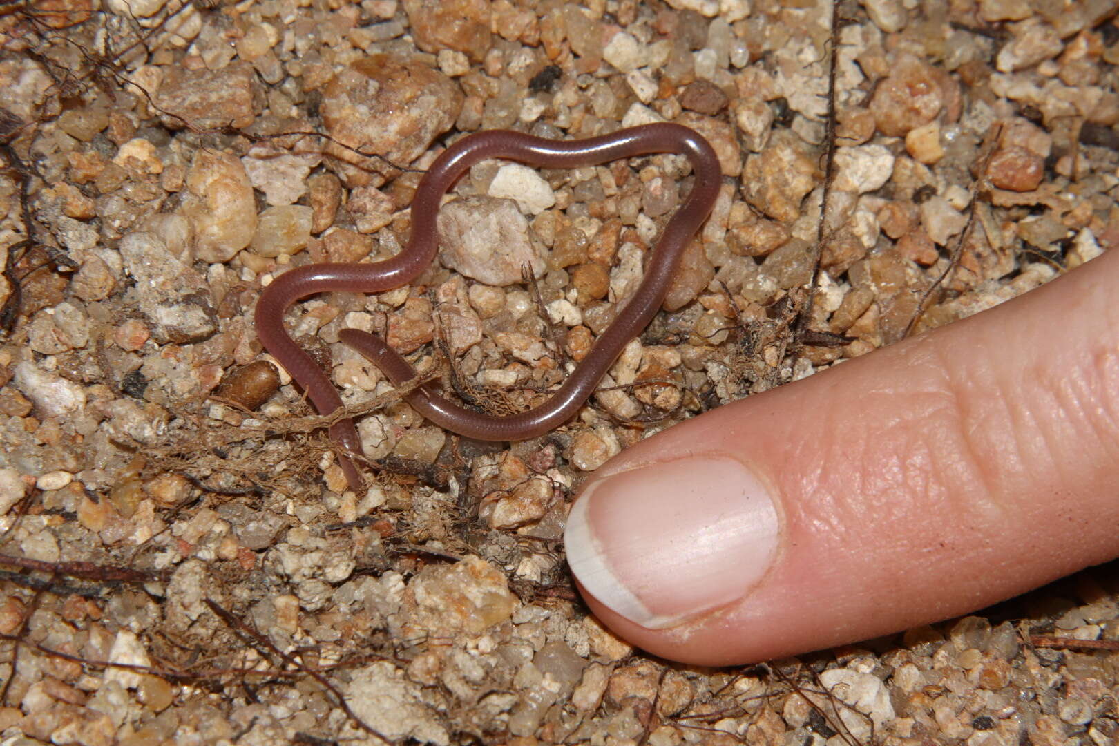 Image de Myriopholis longicauda (Peters 1854)