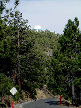 Image of Jeffrey Pine