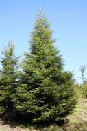 Image of Silver Fir