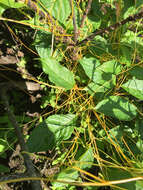 Image of buttonbush dodder