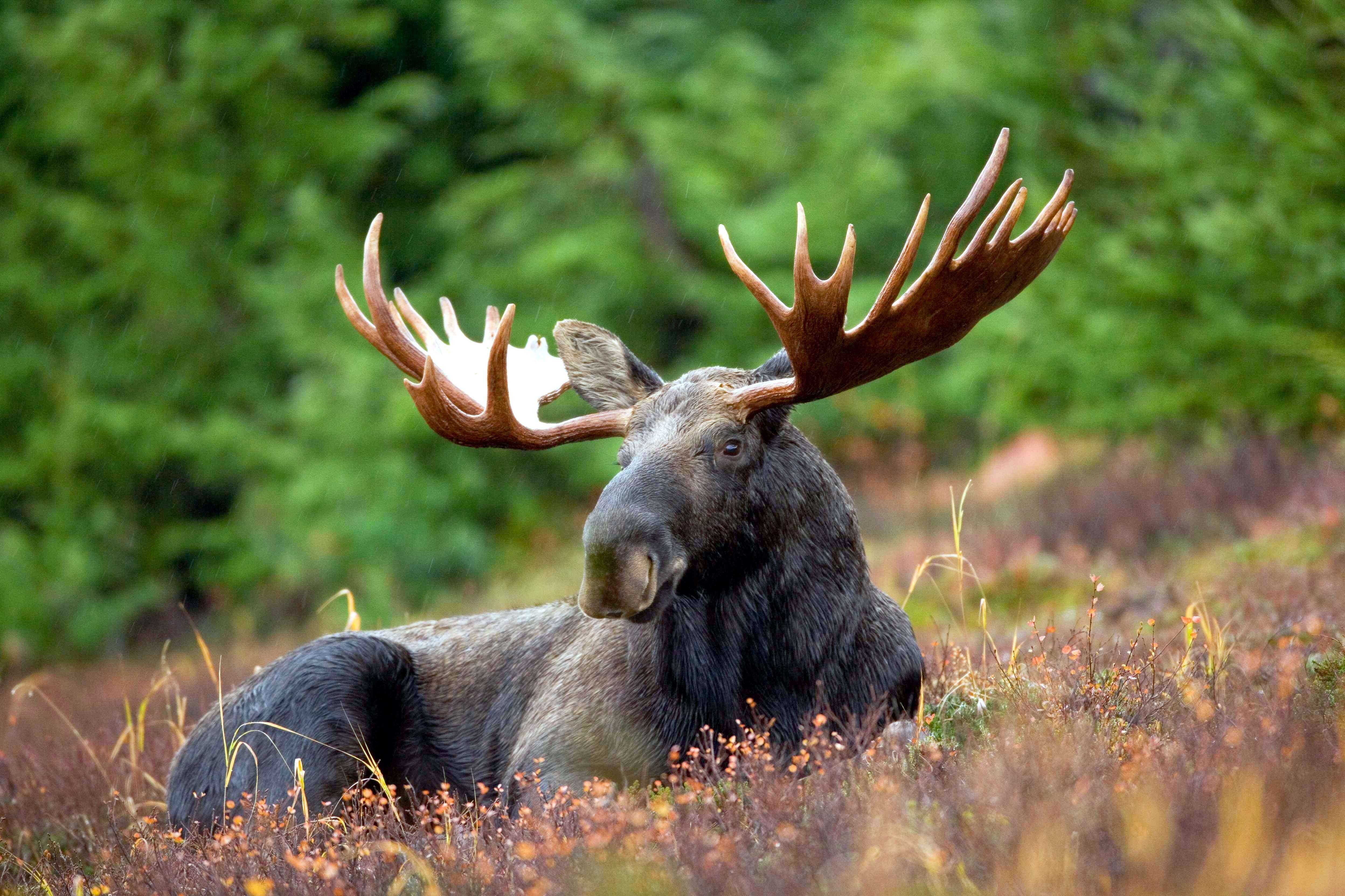 Image of North American Elk