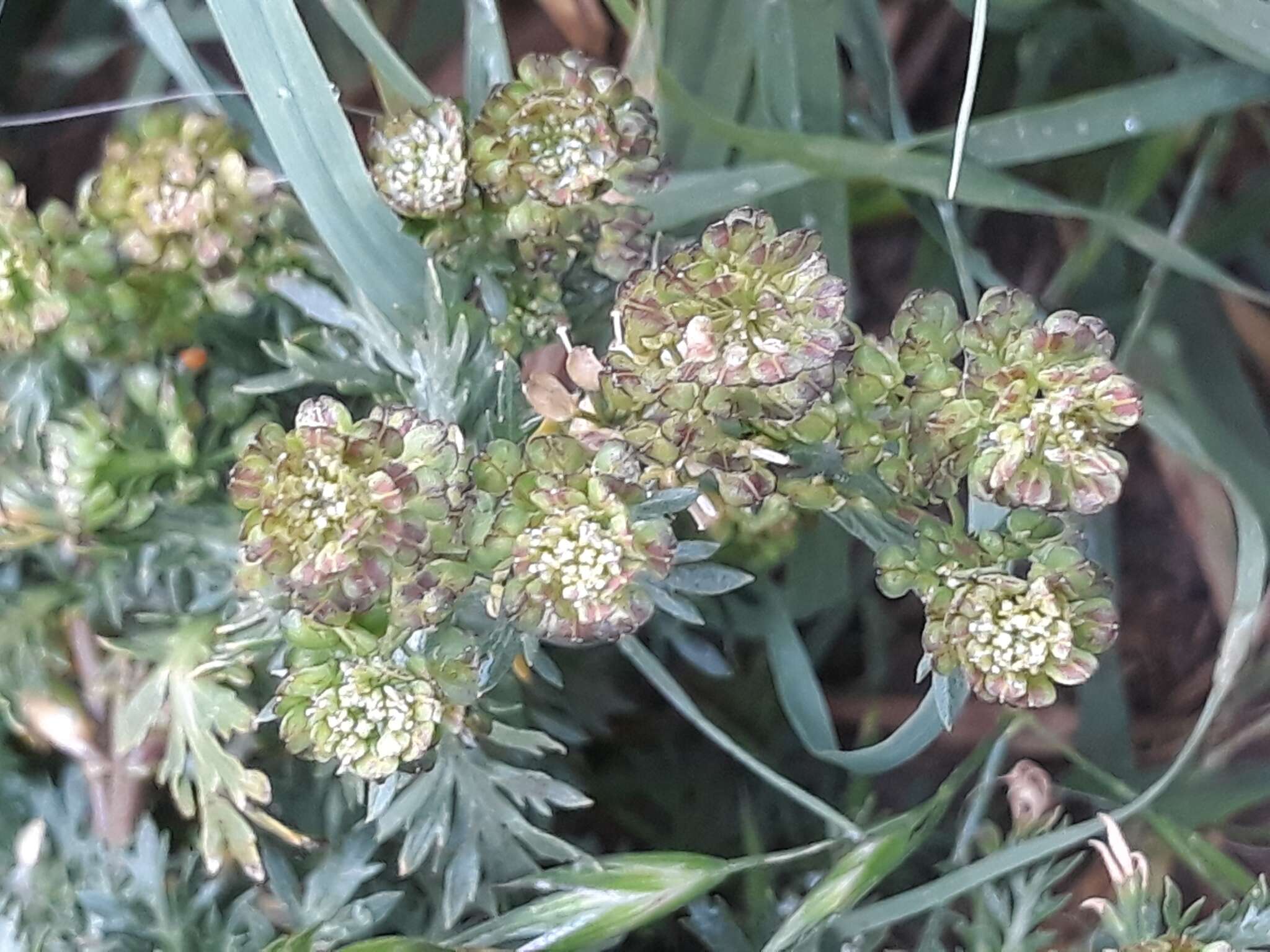 Image of Lepidium bipinnatifidum Desv.