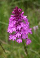 صورة Anacamptis pyramidalis (L.) Rich.