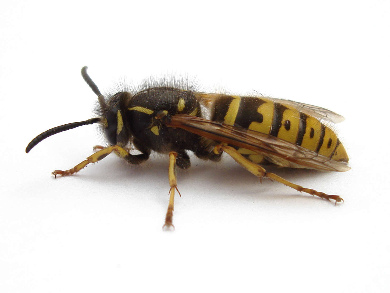 Image of Common wasp