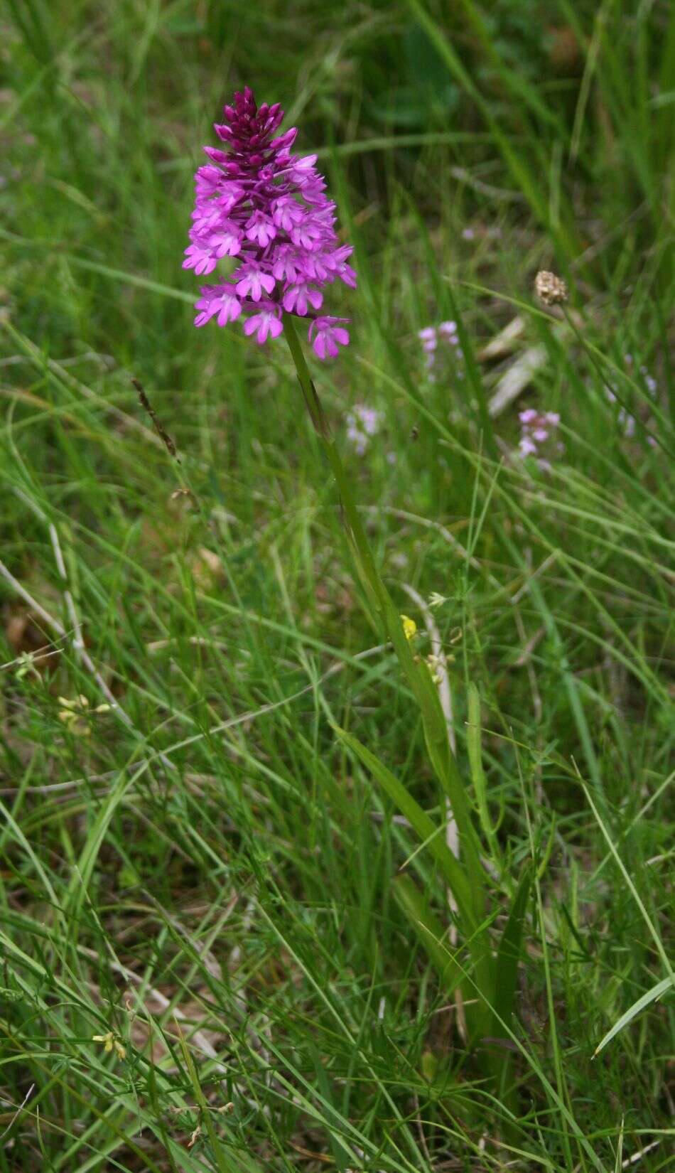 Image of Pyramidal orchid