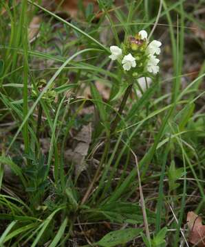 Image of cutleaf selfheal