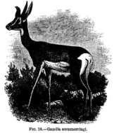 Image of Gazelle de Soemmerring