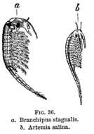 Image of Tanymastix stagnalis (Linnaeus 1758)