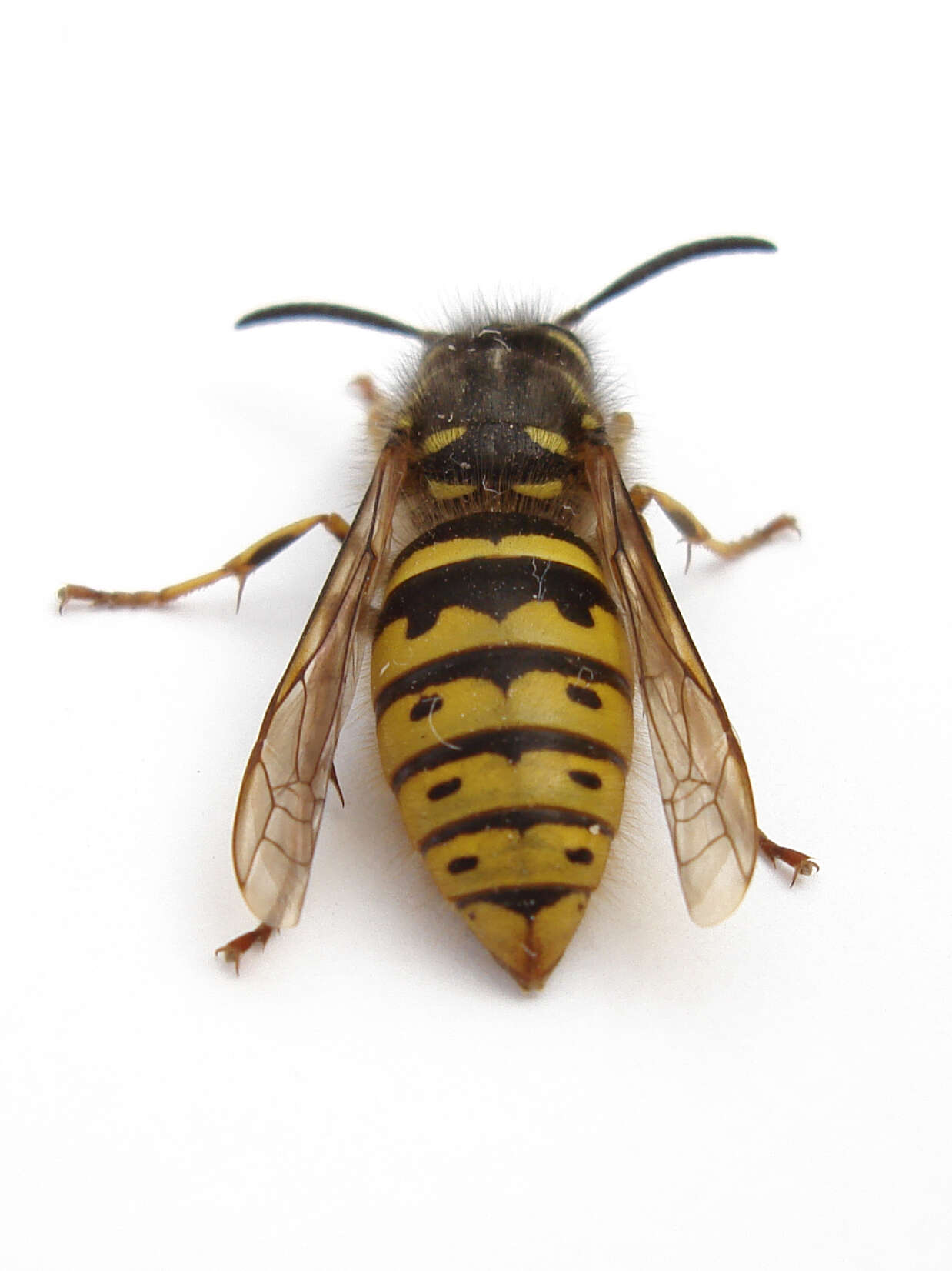 Image of Common wasp